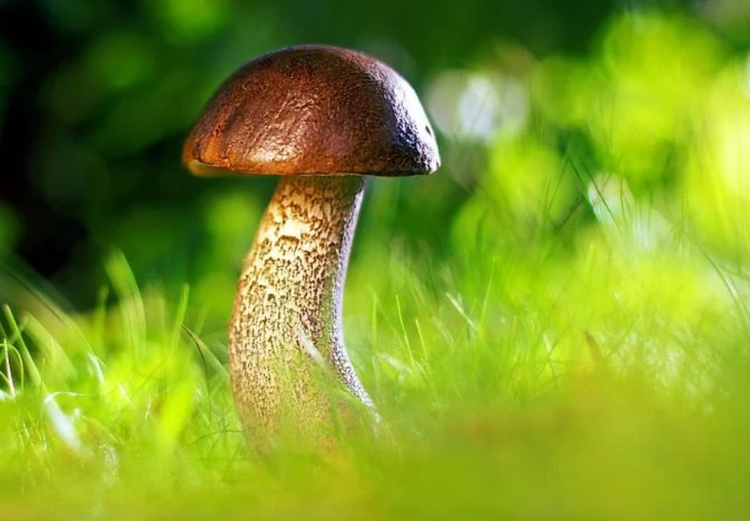 mushroom ki photo