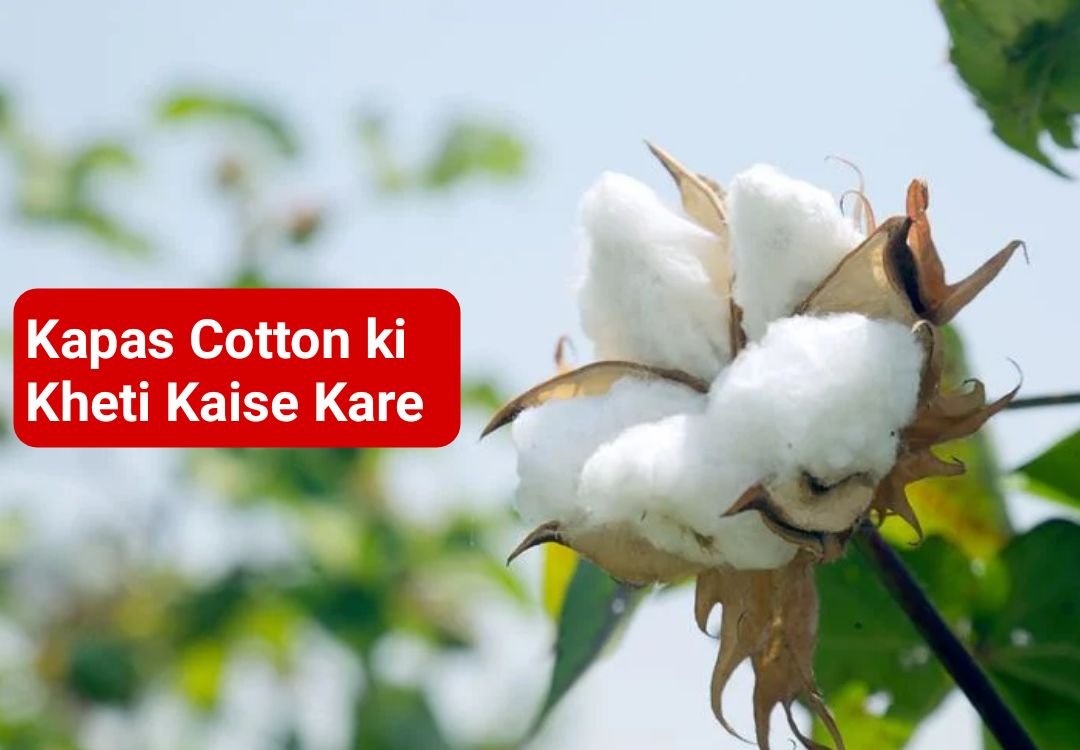 Kapas Cotton ki Kheti Kaise Kare