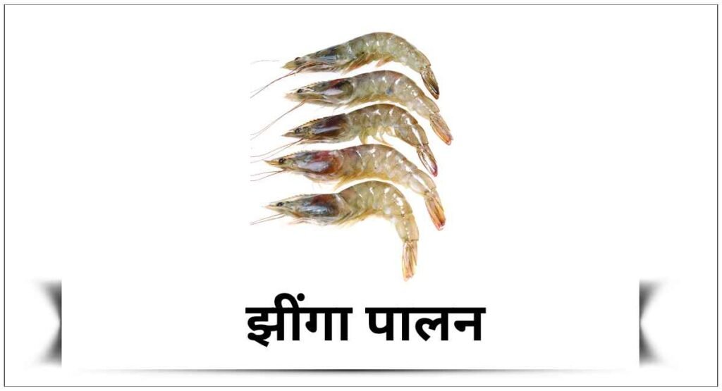 झींगा मछली पालन बिजनेस